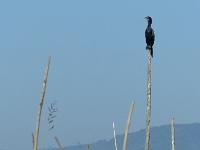 Lac Inle (17)